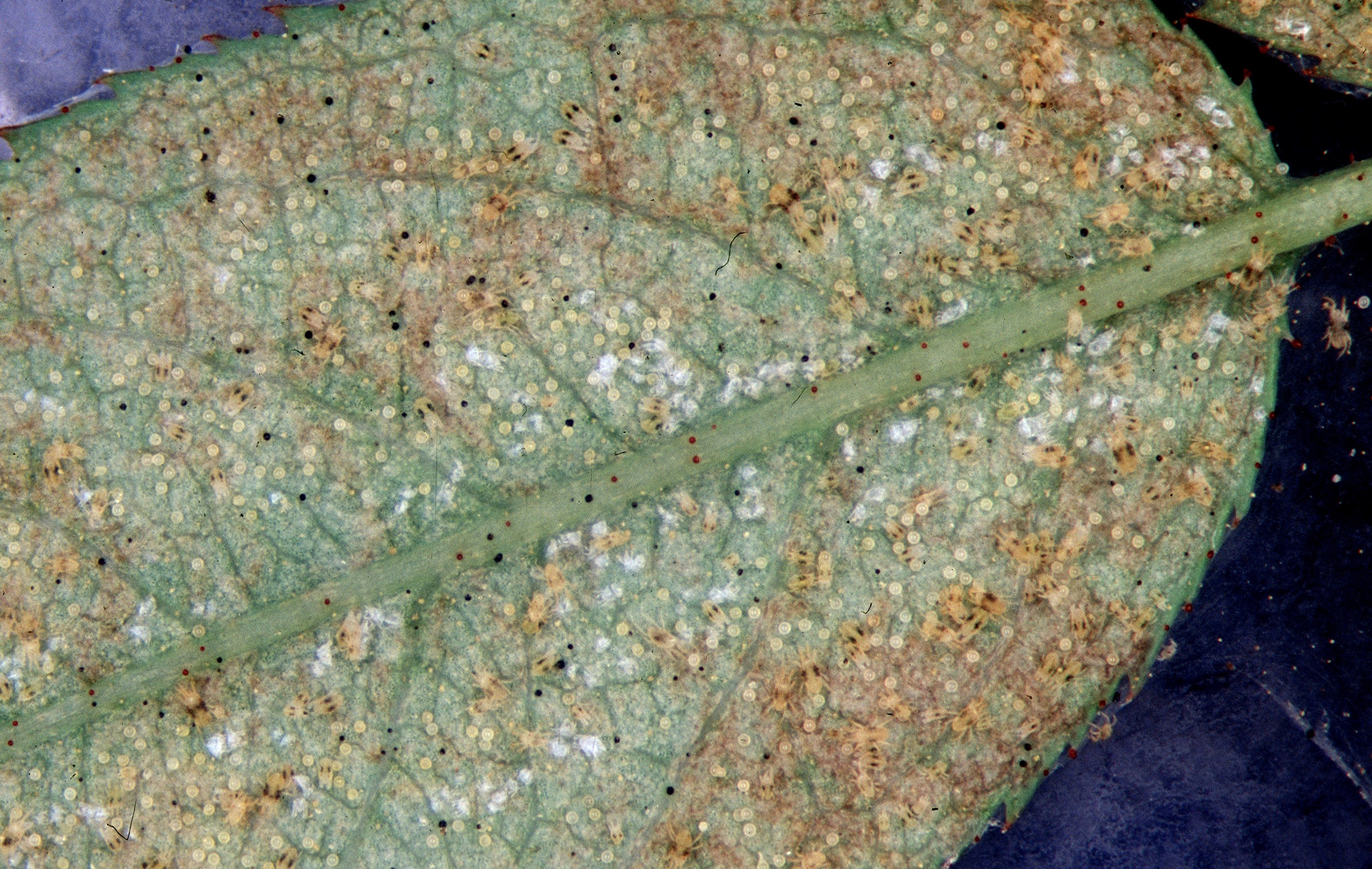 Spider mites on leaf